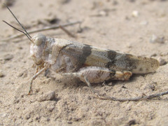 Trimerotropis pistrinaria