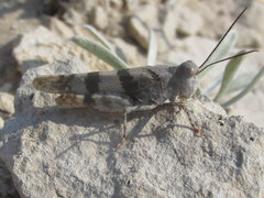 Trimerotropis pistrinaria