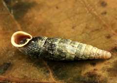 Macrogastra plicatula