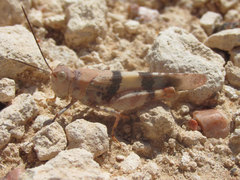 Trimerotropis pistrinaria