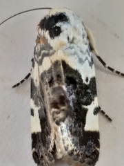 Acontia trychaenoides