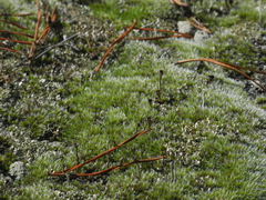 Trapeliopsis granulosa