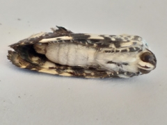 Acontia trychaenoides