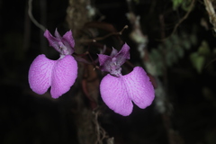 Comparettia macroplectron