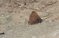 Atlides polama