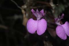 Comparettia macroplectron