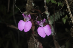 Comparettia macroplectron