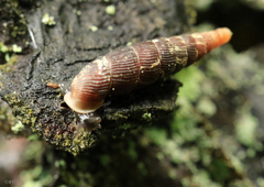 Macrogastra plicatula