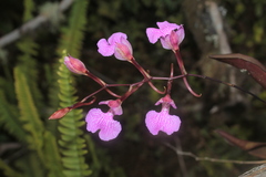 Comparettia macroplectron