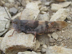 Trimerotropis pistrinaria