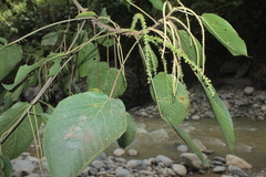 Acalypha macrostachya