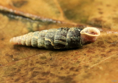 Macrogastra plicatula