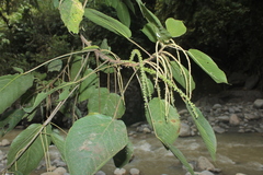 Acalypha macrostachya
