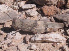 Trimerotropis pistrinaria