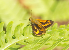 Potanthus rectifasciata