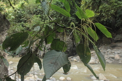 Acalypha macrostachya