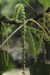 Acalypha macrostachya