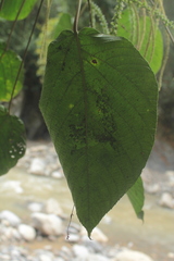 Acalypha macrostachya