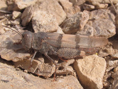 Trimerotropis pistrinaria