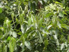 Lithocarpus shinsuiensis