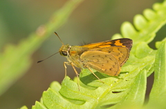 Potanthus rectifasciata