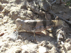 Trimerotropis pistrinaria