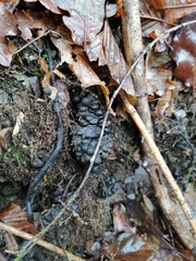 Pediaspis aceris