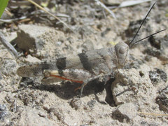 Trimerotropis pistrinaria