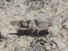 Trimerotropis pistrinaria