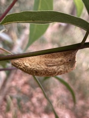 Euthrix albomaculata