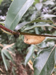 Euthrix albomaculata