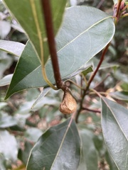 Euthrix albomaculata