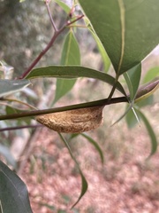 Euthrix albomaculata