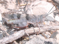 Trimerotropis pistrinaria