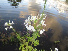 Tarenaya longicarpa