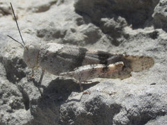 Trimerotropis pistrinaria