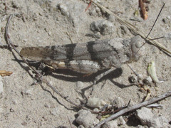 Trimerotropis pistrinaria