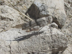 Trimerotropis pistrinaria