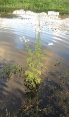 Tarenaya longicarpa