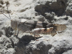 Trimerotropis pistrinaria