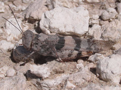 Trimerotropis pistrinaria