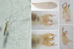 Gonomyia