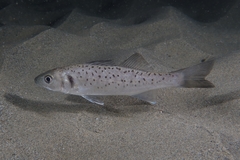 European Seabass photo 5