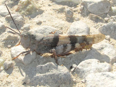 Trimerotropis pistrinaria