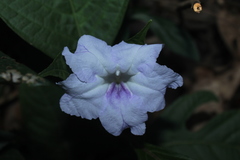 Ruellia tubiflora