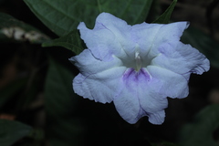 Ruellia tubiflora