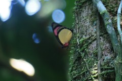 Batesia hypochlora