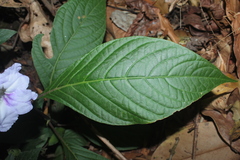 Ruellia tubiflora