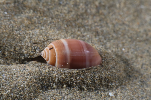 Beerbarrel Shell