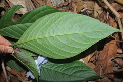 Ruellia tubiflora